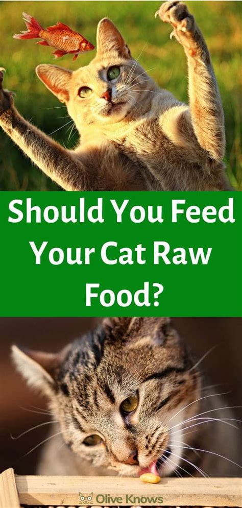 Should You Feed Your Cat Raw Food Oliveknows