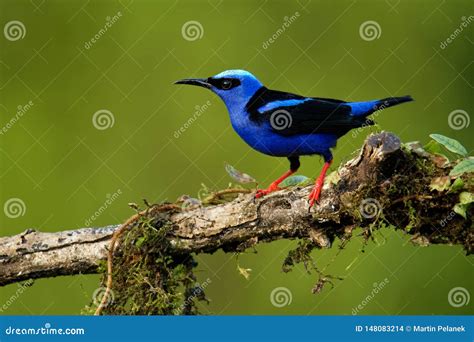 Pequeña Especie Del Pájaro Cantante Del Cyaneus De Patas Rojas De ...