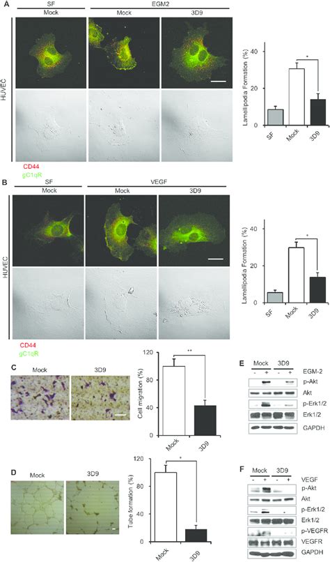 Antibody Neutralization Of Gc Qr Prevents Lamellipodia Formation Cell