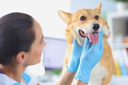 Dog Tongue Color Chart | Symptoms, Causes & What to Do