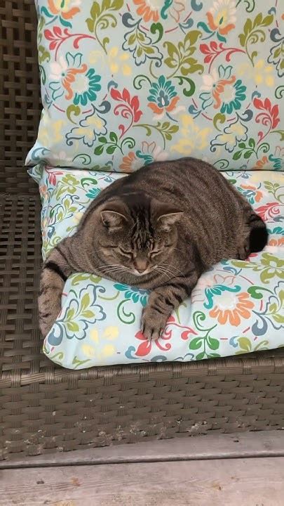 Stripey Obviously Loves New” Deck Settee A Friend Gave Me And I Put My