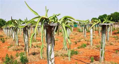 Farmers reap riches with exotic dragon fruit farming in Jangaon ...