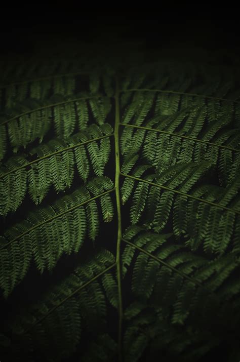 Fern Tree Leaves Ultra Leaves HD Wallpaper Pxfuel, 55% OFF