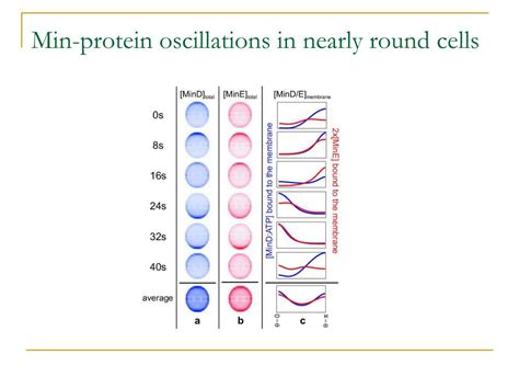 Ppt How E Coli Find Their Middle Powerpoint Presentation Free Download Id3410545