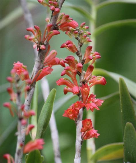 Dendrobium Faciferum Orchids Plants Bloom