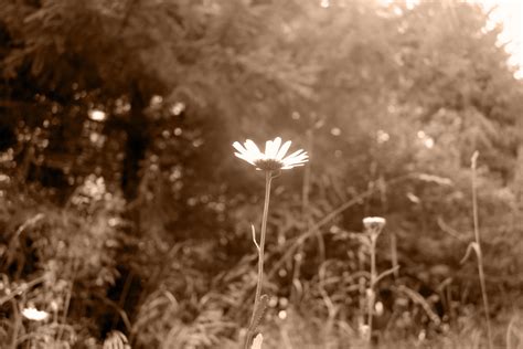 nature, Flowers, Sepia Wallpapers HD / Desktop and Mobile Backgrounds