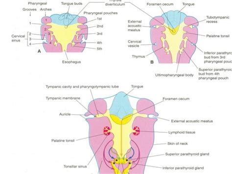 Embryology Of Branchial Arches Applied Anatomy By Osama Elhamzawy