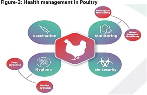 Poultry Management And Biosecurity Measures Benison Media