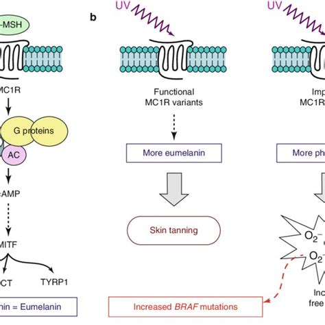 1 Major Pathways Involved In Melanoma Arrows Activating Signals