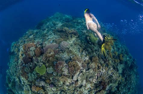 snorkeling-great-barrier-reef - Liveaboard Snorkel Tours