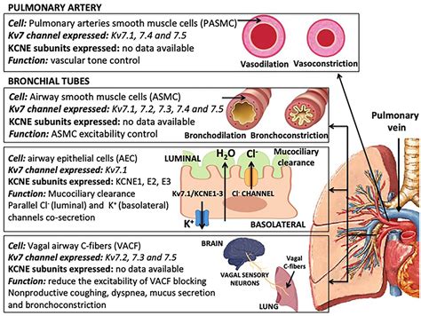 Frontiers Kv7 Channels In Lung Diseases