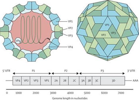 Enterovirus Microbewiki