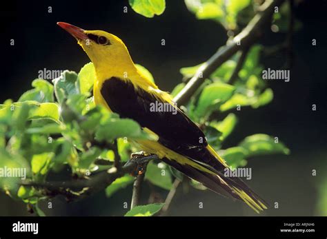 Oriolus Oriolus Golden Oriole Male Sitting On A Twig Stock Photo Alamy