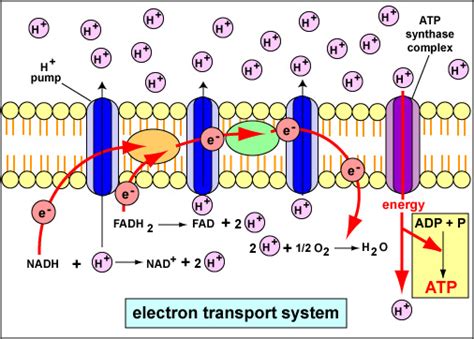 183d Electron Transport Chain And Chemisomosis Biology Libretexts