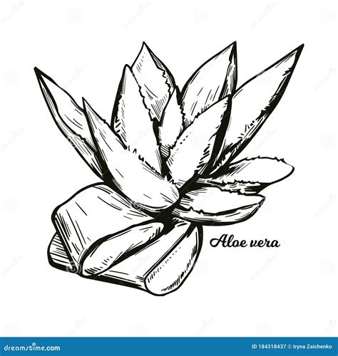 Aloe Vera Isolated Medicinal Herb Hand Drawn Vector Illustration