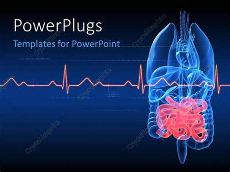 Powerpoint Template Anatomy Depiction Of Human Organs With Highlighted