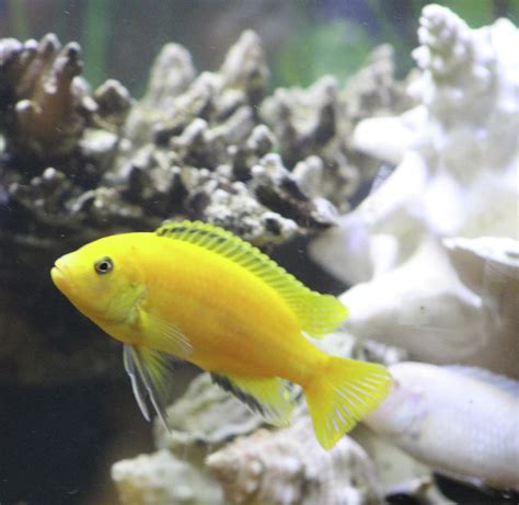 African Yellow Cichlid Photograph by Walter Stankiewicz - Pixels