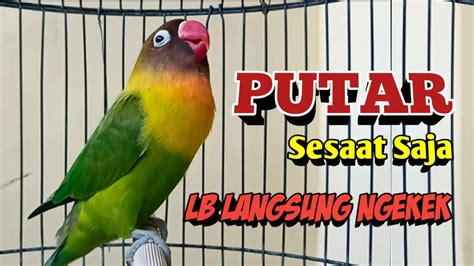 Suara Burung Lovebird Ngekek Panjang PALING JITU BIKIN BUNYI Tak Lama