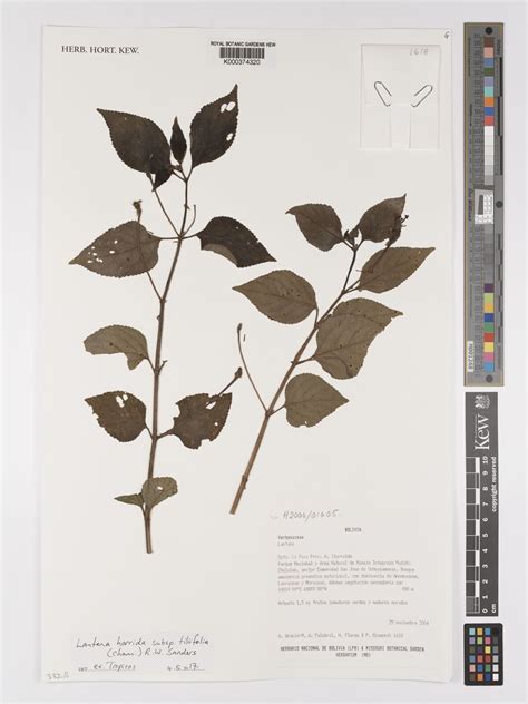 Lantana Horrida Subsp Tiliifolia Cham R W Sanders Plants Of The