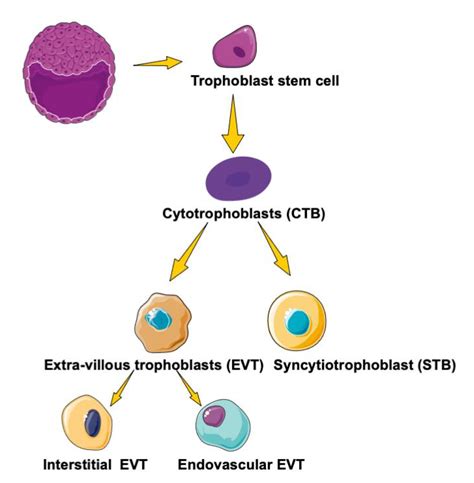 Ijms Free Full Text Role Of Peroxisome Proliferator Activated Receptors Ppars In