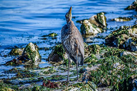 Michael Ostrogorsky Ph D On Twitter Great Blue Heron Alki Beach