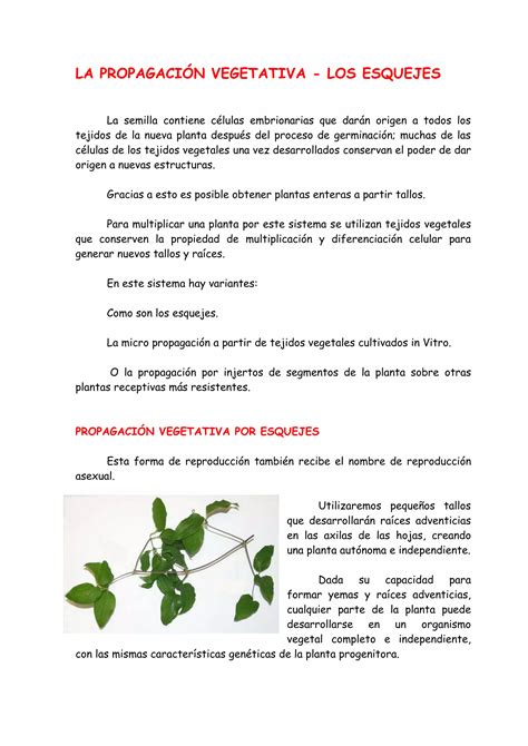 La Propagacion Vegetativa Los Esquejes Pdf