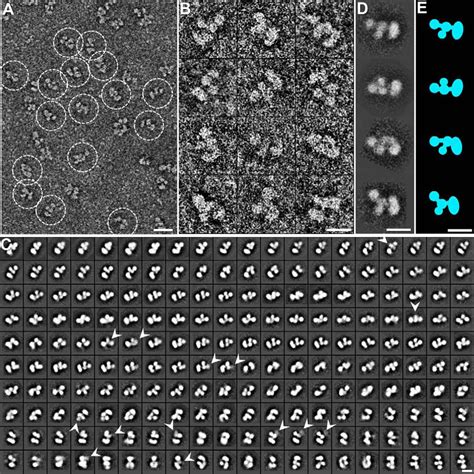 Molecular Architecture Of Contactin Associated Protein Like Cntnap