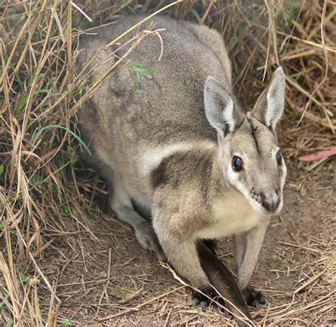 Australian Endangered Species Conservation Care | Volunteer in ...