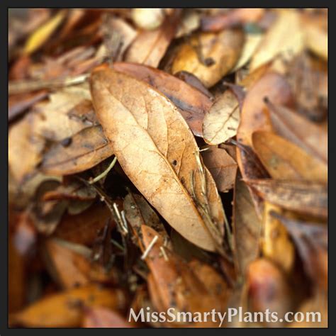 Using Oak Tree Leaves for Mulch | Miss Smarty Plants