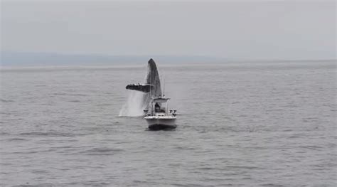 Incredible Footage Shows Humpback Whale Jump Out Of The Sea Next To Fishing Boat - SnapMyTales