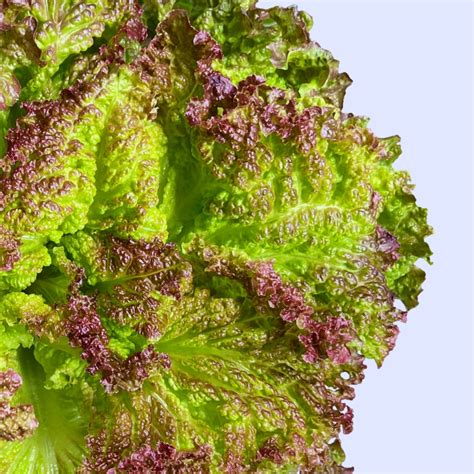 Lollo Rosso Lettuce Rochester NY | Rochester Microgreens