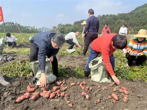 玉州区：马铃薯迎来收获季 农技人员田间助采收玉林广西壮族自治区农业农村厅