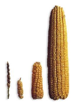 123 best images about Teosinte - Maize - Corn on Pinterest | Maze, Corn ear and Sweet corn