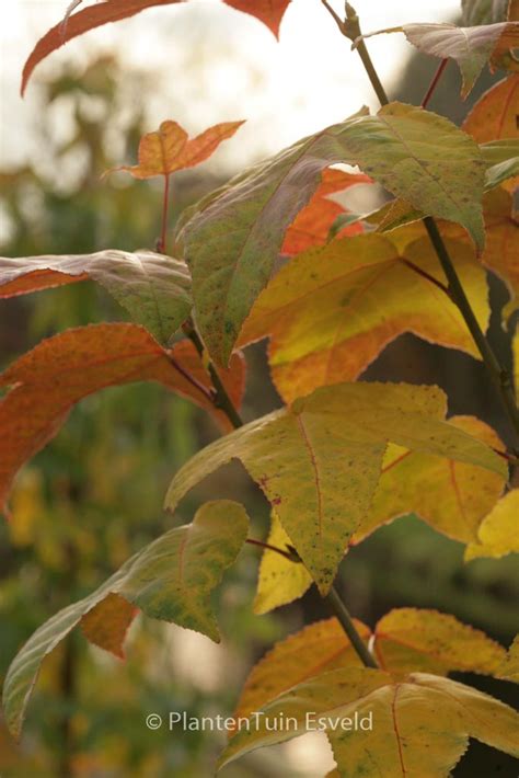 Liquidambar Formosana Monticola Plantentuin Esveld