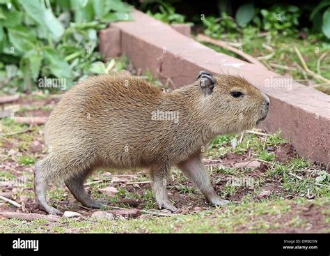 Capybara In A Zoo Hi Res Stock Photography And Images Alamy