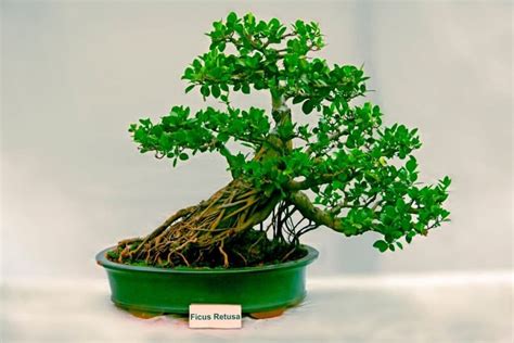 Ficus Retusa Bonsai Tree How To Grow And Care Florgeous