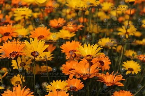 African Daisy Dimorphotheca African Daisy Premier Seeds Direct Ltd