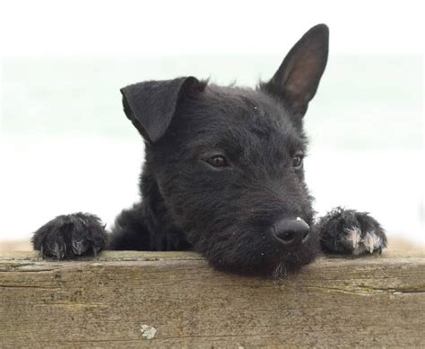 Paul Hawkyard On Instagram Sticky Up Ear Ruby Terrier Dogpuppy