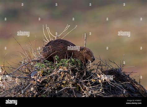 American Beaver Castor Canadensis On Top Of Lodge Western Montana