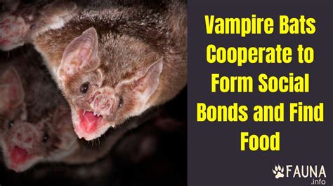 Vampire Bats Cooperate To Form Social Bonds And Find Food Fauna