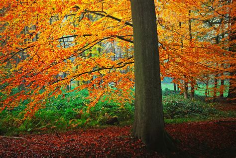 4K 5K 6K 7K Forests Autumn Trunk Tree Foliage Trees HD