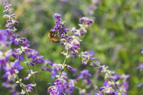 Het Belang Van Behoud Van Biodiversiteit In Friesland Boppe Yn