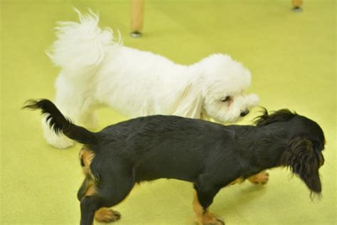 きょうの犬の幼稚園6月6日（月） 犬のしつけ・犬の幼稚園ズットドッグ桶川・上尾・伊奈・北本の犬の幼稚園・犬の一時預かり・ドッグホテル