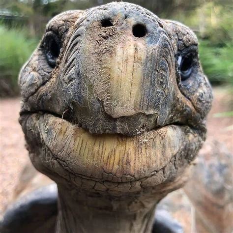 Just A Handsome Little Turtle Face To Brighten Your Tuesday 🐢💕 Rreptiles