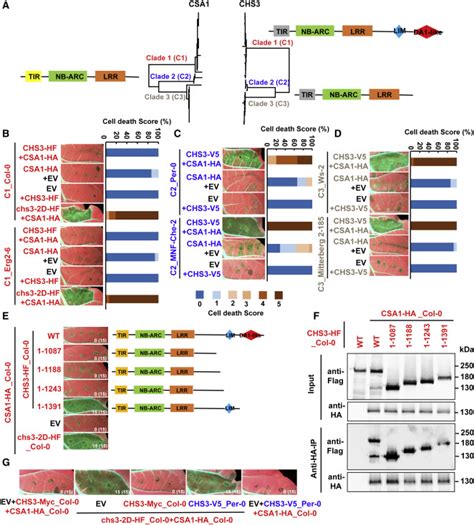 Allelic Variation In The Arabidopsis Tnl Chs Csa Immune Receptor Pair