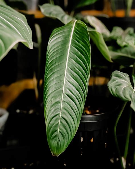 Philodendron Heterocraspedon Plnt