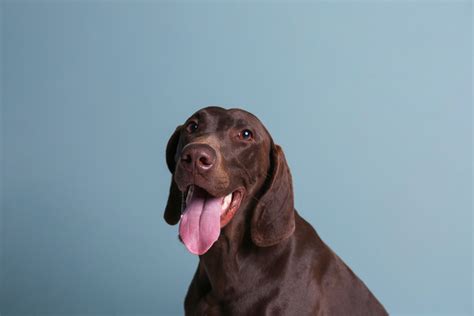 10 Things You Should Know Before Owning A German Shorthaired Pointer