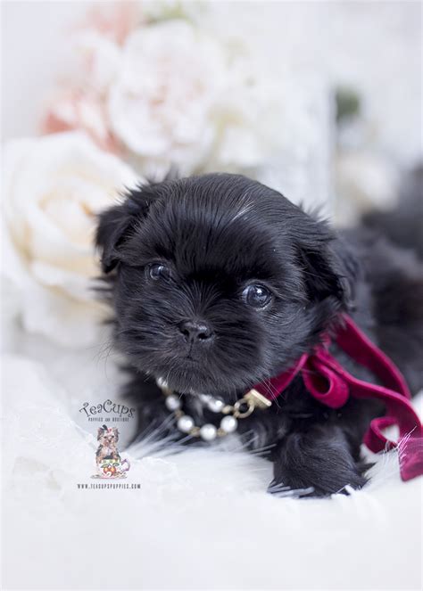 Black Shih Tzu Puppies For Sale Teacup Puppies And Boutique