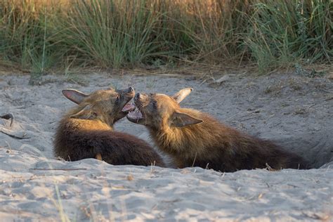 Brown Hyena | Veterinary Conservation Coalition