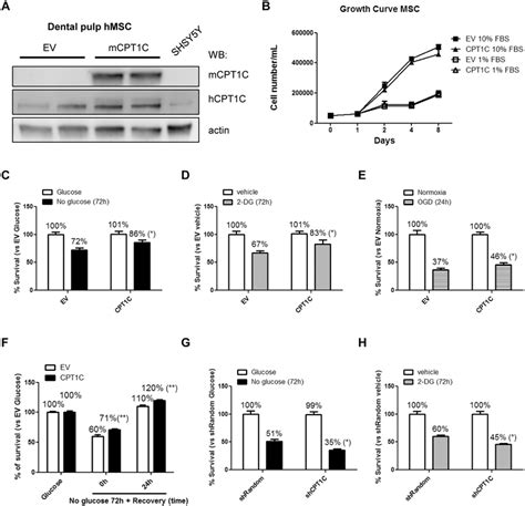 CPT1C Overexpression Increases Survival Of HMSCs Against Cellular